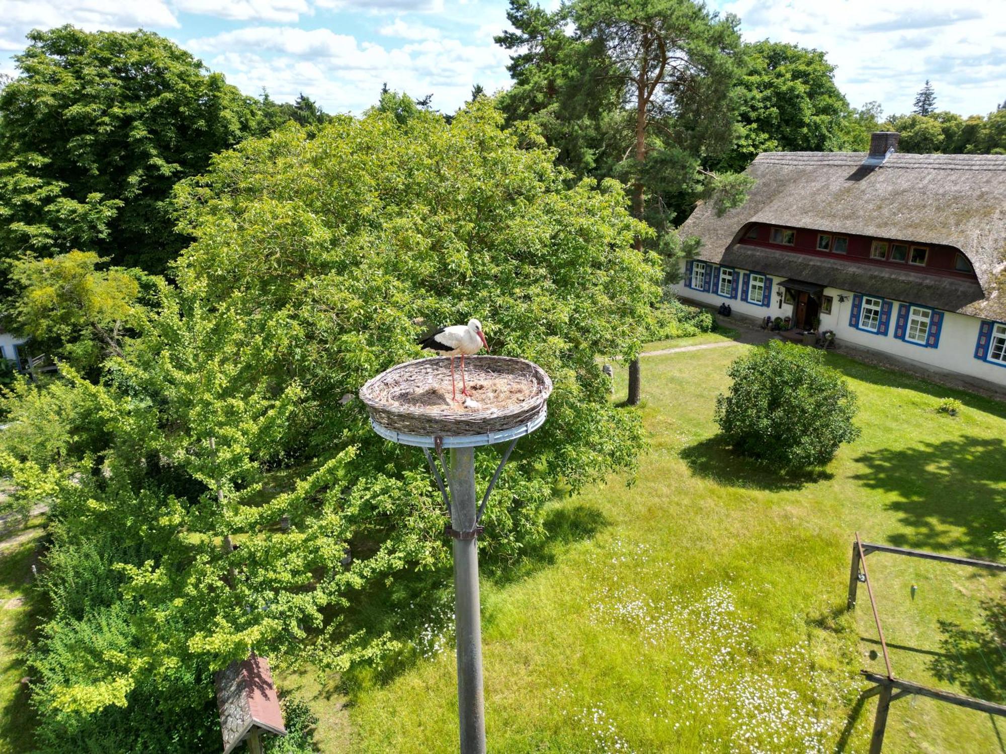 Pfarrhaus Tollensesee Penzlin Eksteriør billede